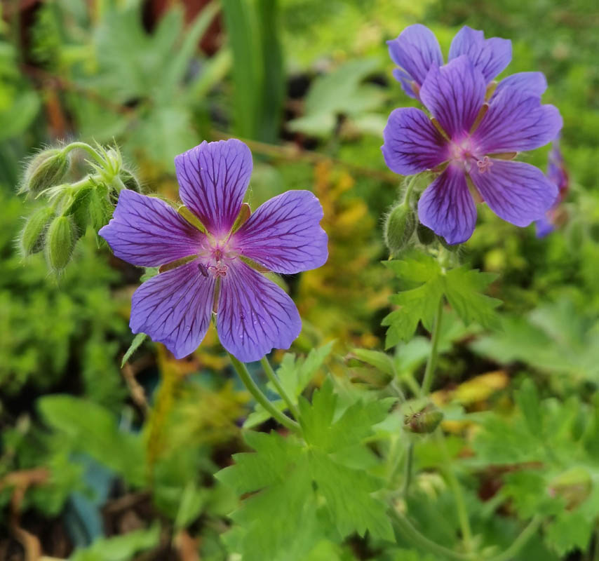 Geranium x magnificum (G. ibericum × G. platypetalum)